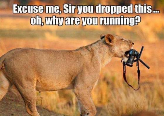 lion camera funny